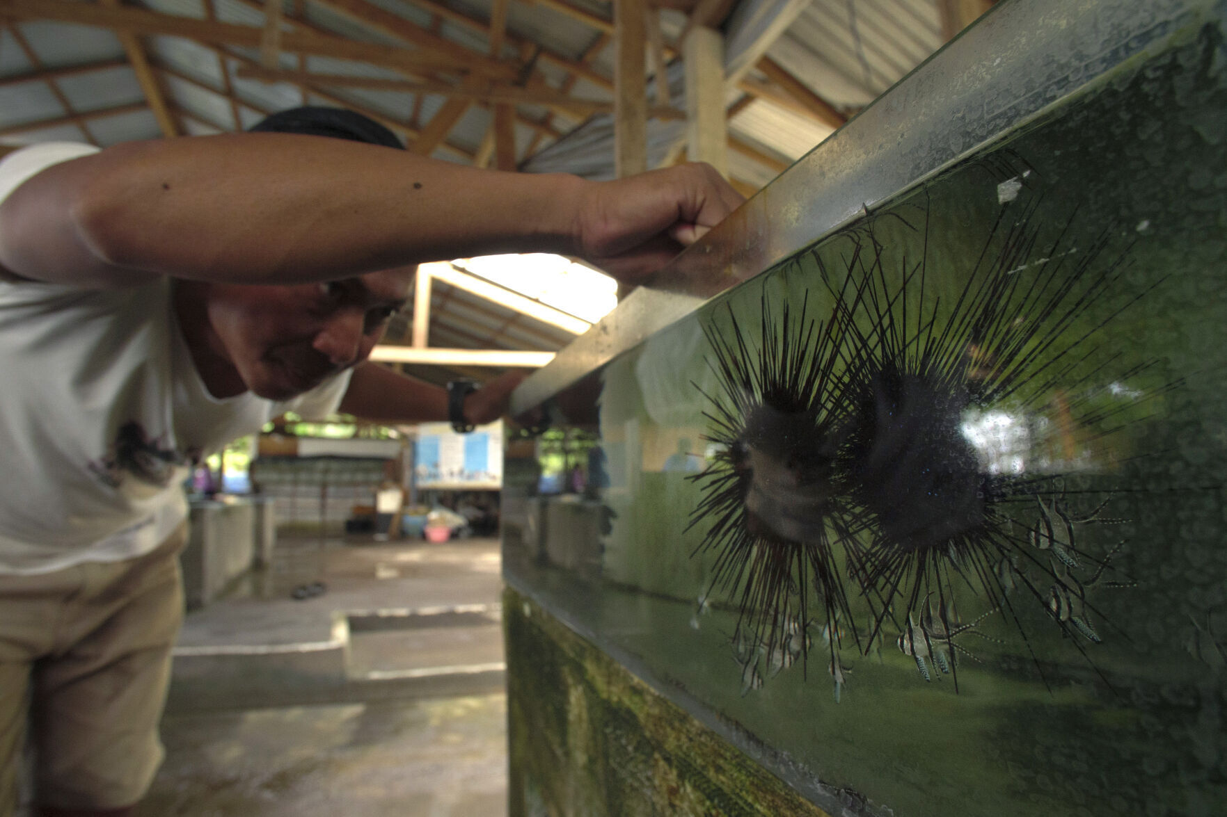 Aquarium Fish-Murky Waters